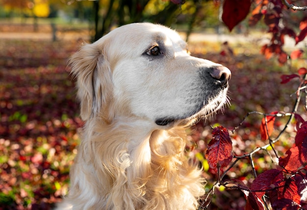 Golden retriever dog resting in autumn park purebred doggy pet labrador lying in nature with tonque