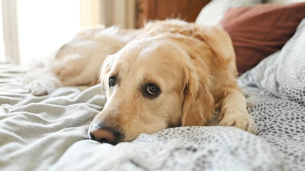 Golden retriever dog resting in bed