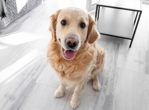 Golden retriever dog resting at home Purebred labrador doggy pet spends time on wooden floor