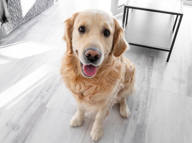 家で休んでいるゴールデンレトリバー犬純血種のラブラドール犬のペットは木の床で時間を過ごします