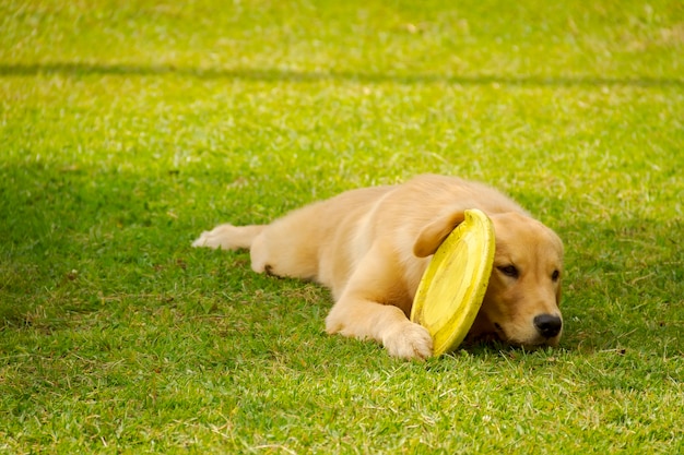 写真 ゴールデンリトリーバー犬は四角い芝生で休んで遊んでいます