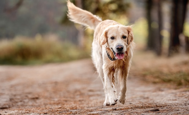 森の中を走るゴールデンレトリバー犬。日光と自然の中でかわいい純血種の犬のペットのラブラドール