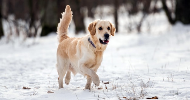 Golden retriever dog running and looks interested with tail up in the snow during winter walk