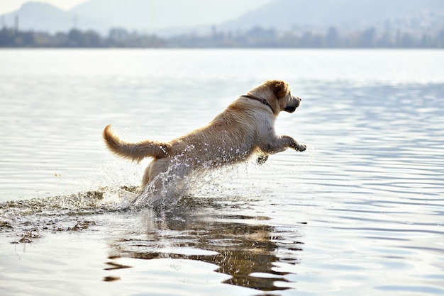 水で走っているゴールデンレトリーバー犬