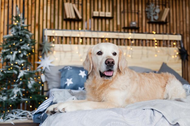 スカンジナビアスタイルの寝室のゴールデンレトリバー犬