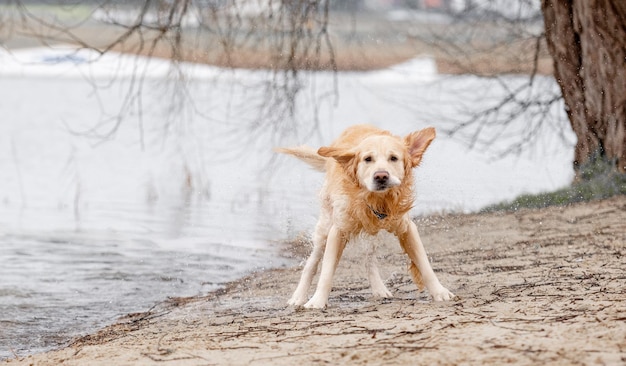 ゴールド・レトリーバー犬が砂浜の湖で泳いだ後身を振る