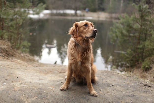 Golden retriever dog sits on the shore of a forest lake