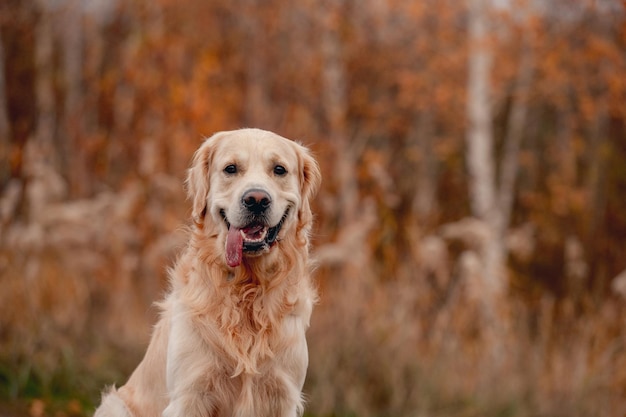 Golden retriever dog sitting at autumn forest and looking at camera. Cute doggy pet labrador at colorful wood nature