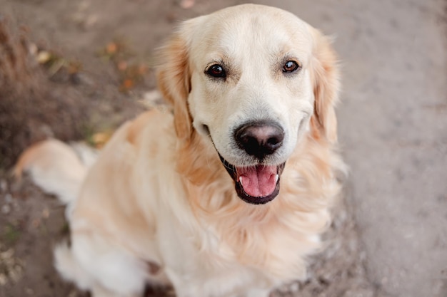 秋の地面に座っているゴールデンレトリバー犬と見上げる、上面図