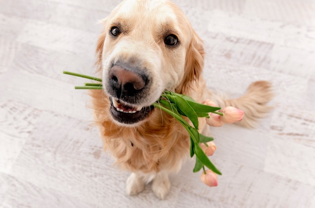 床に座って、彼女の歯にチューリップの花束を保持しているゴールデンレトリバー犬