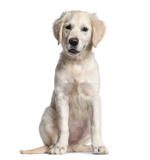 Golden Retriever dog, sitting, isolated on white