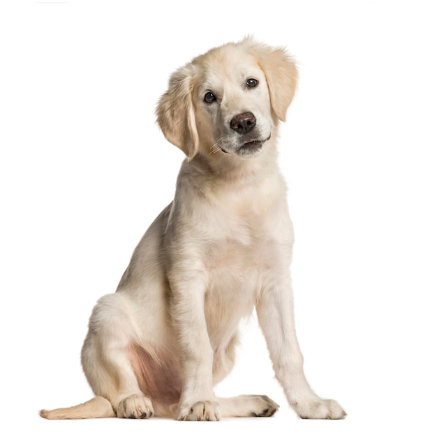 Golden Retriever dog, sitting, isolated on white