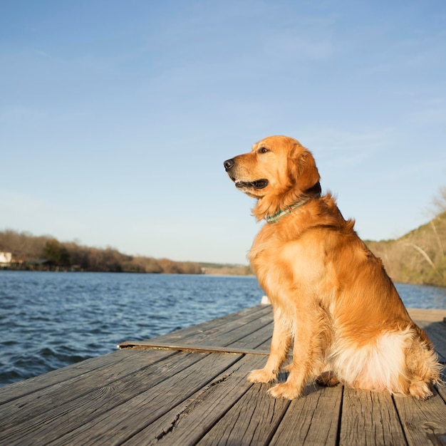 A golden retriever dog sitting on a jetty by water