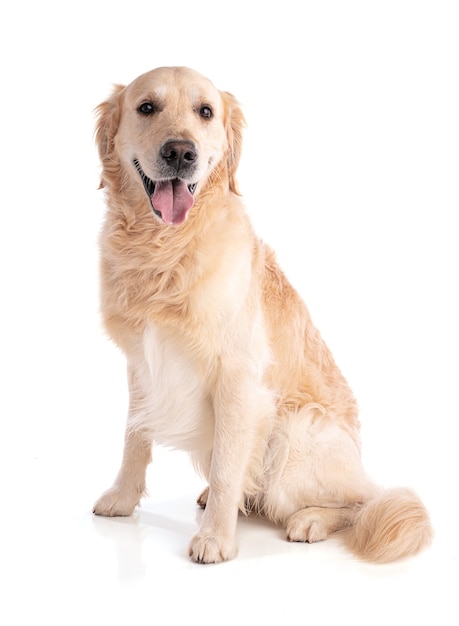 Golden retriever dog sitting looking forward on white background