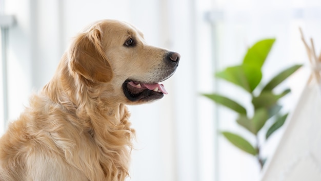 Golden retriever dog sitting in the room with daylight close to window and looking back purebred pet...