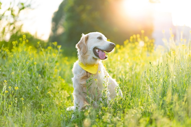 日当たりの良い咲く牧草地に座っているゴールデンレトリバー犬