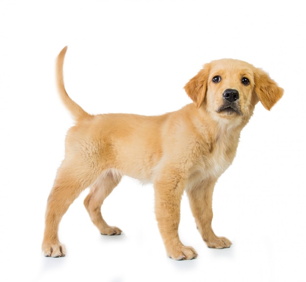 Golden retriever dog standing isolated