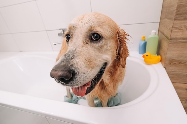 Golden retriever dog taking bath