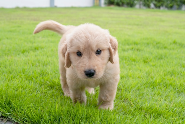 The Golden Retriever dog walking on the grass in the yard and looking forward