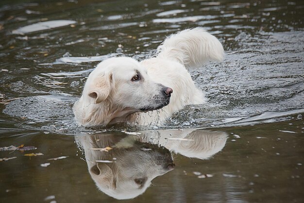 Foto cane golden retriever in acqua