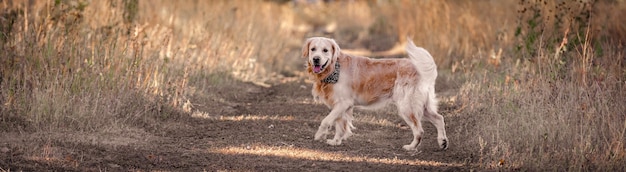 秋の黄色い草の首のスカーフを身に着けているゴールデンレトリバー犬。自然の中で屋外を歩く純血種のペットのラブラドール