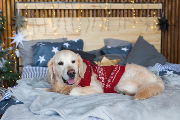 크리스마스 트리, 조명, 장식용 베개가 있는 스칸디나비아 스타일 침실에 빨간색 따뜻한 스웨터를 입은 골든 리트리버 개. 애완 동물 친화적 인 호텔 또는 홈 룸. 동물 관리 개념입니다.