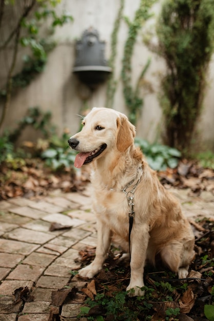 Golden retriever dog at a wedding with a wreath around his neck