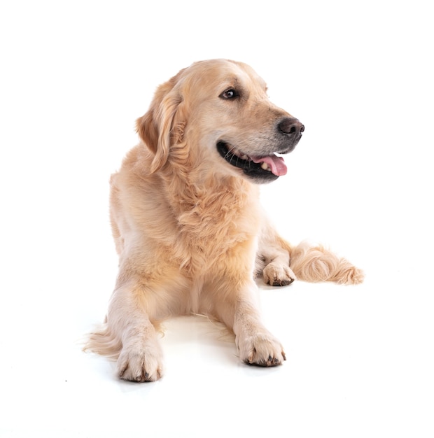 Golden retriever dog on white wall