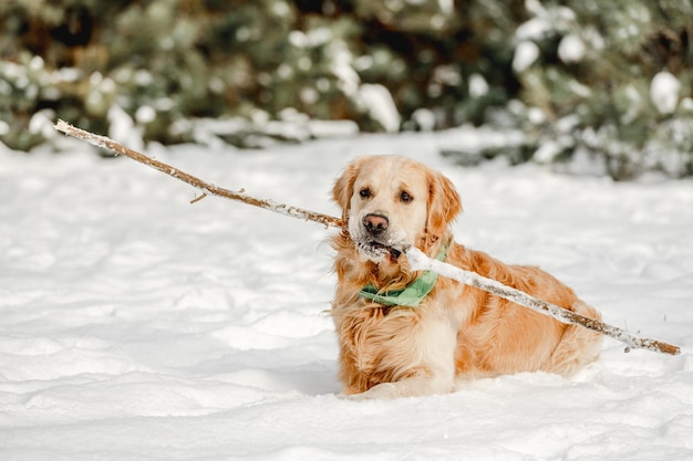 Golden retriever dog in winter time lying in snow holding stick in its mouth Cute purebred doggy pet in cold weather outdoors in forest