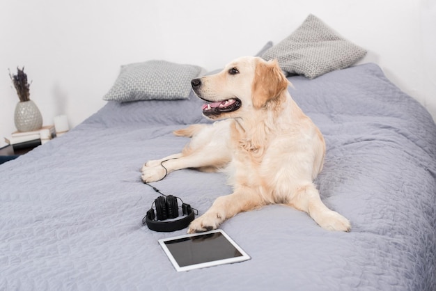 Golden retriever dog with headphones and digital tablet lying on bed