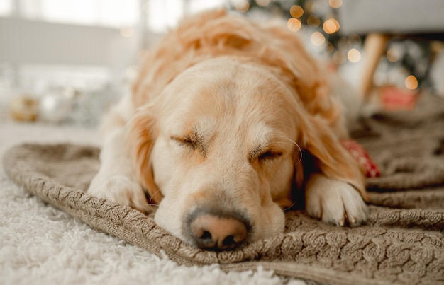 Golden retriever dog