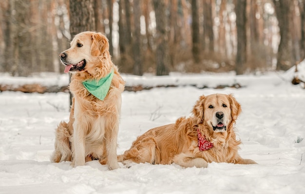 Golden retriever dogs in winter time