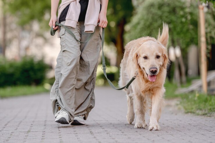 Photo golden retriever enjoys a walk with young owner dog in closeup view