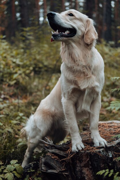 Photo golden retriever in the forest