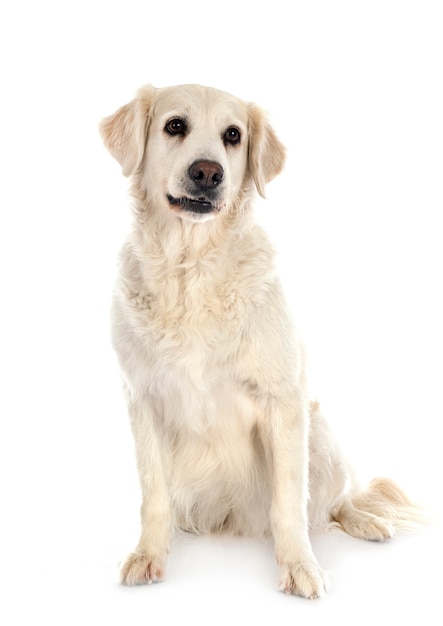 Golden retriever in front of white background