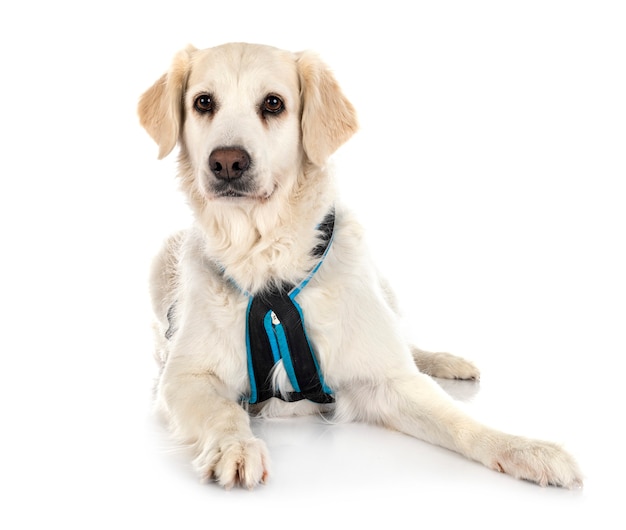 Golden retriever in front of white background