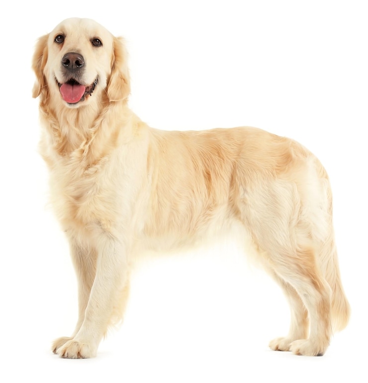 Foto golden retriever geïsoleerd op wit