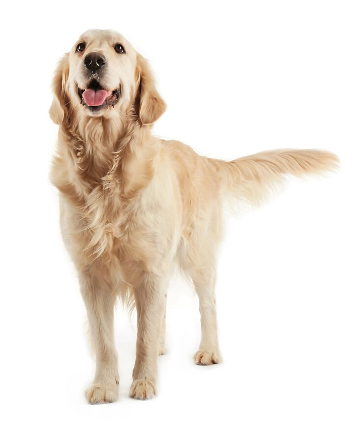 Foto golden retriever geïsoleerd op wit