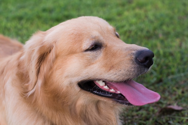 Golden retriever on the green grass