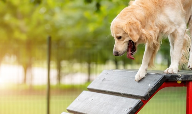 Golden retriever-hond aan het oefenen