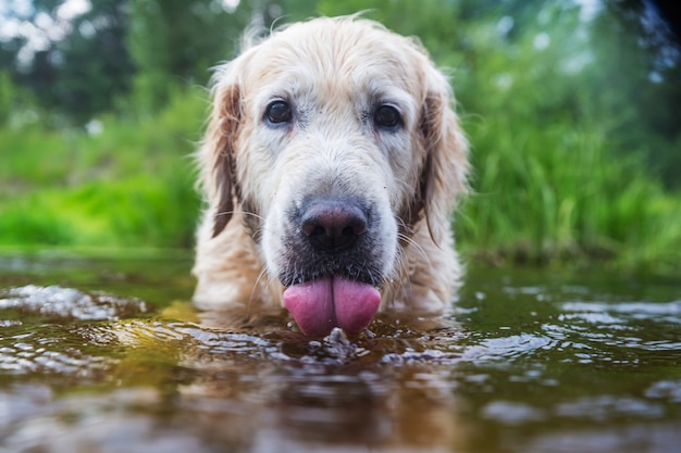 Golden retriever hond buiten op een zonnige dag.