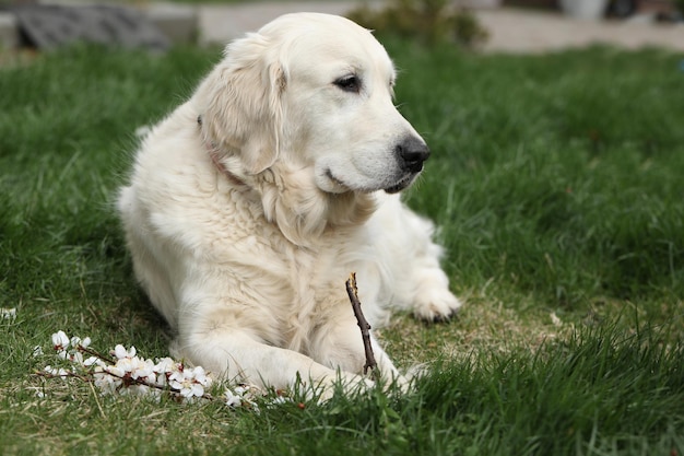 golden retriever hond buiten spelen