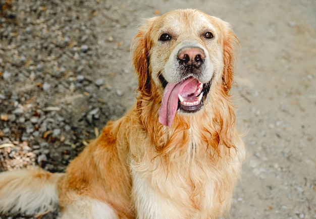 Golden retriever hond buiten