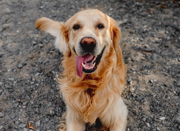 Golden retriever hond buiten