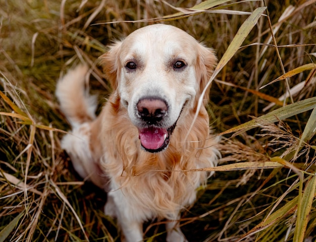 Golden retriever hond buiten