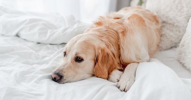 Golden retriever-hond die in het bed ligt