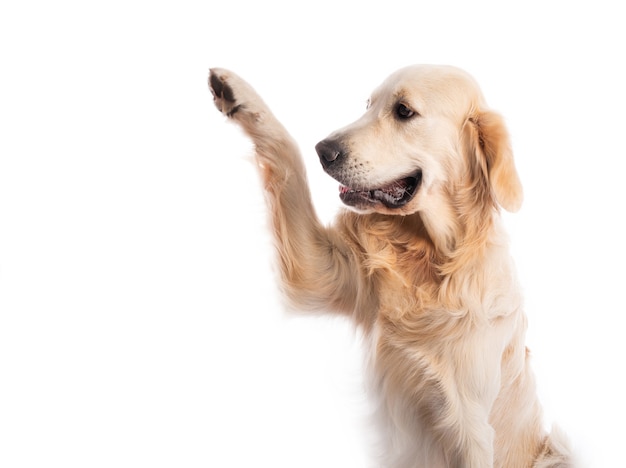 Golden retriever-hond die poot zijwaarts geeft die op witte achtergrond wordt geïsoleerd