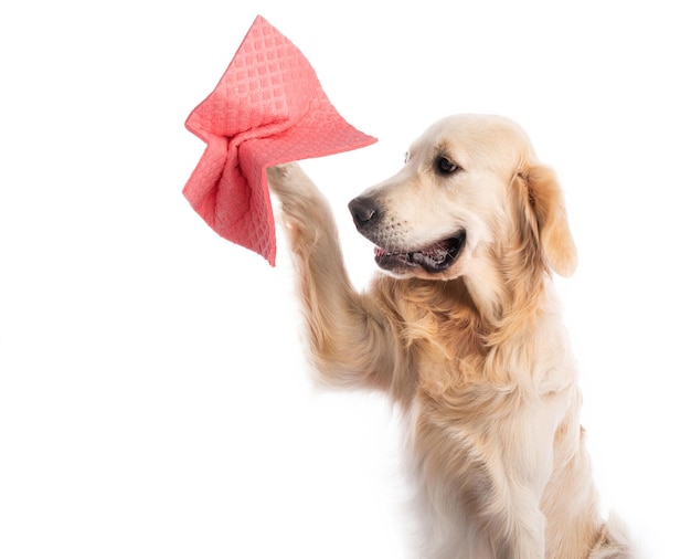 Golden retriever-hond die roze schoonmaakdoekje houdt dat op witte achtergrond wordt geïsoleerd