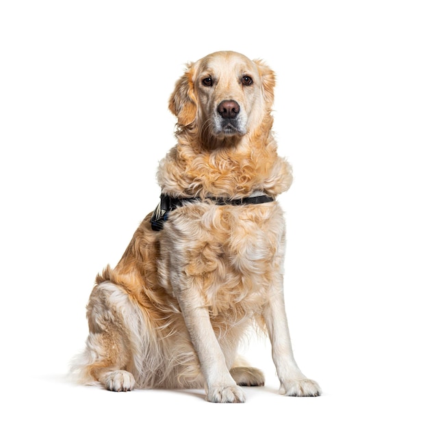 Golden retriever hond geïsoleerde hond