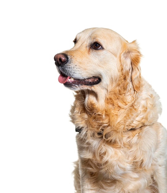 Golden retriever hond geïsoleerde hond